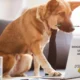 doge software licenses audit hud